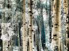 USA-Colorado Infrared of Aspens along the Kebler Pass Art Print